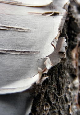 Birch Bark