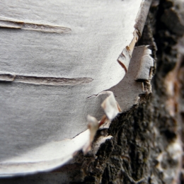 Birch Bark Picture