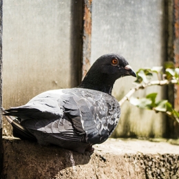 Bird