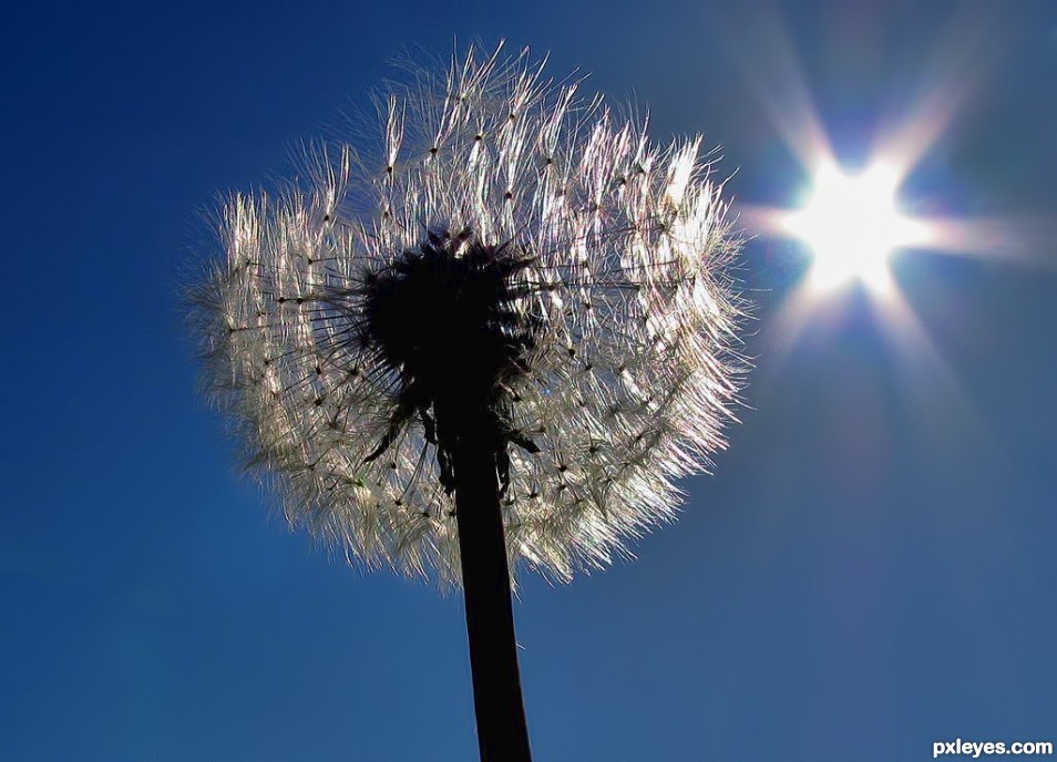 Dandelion