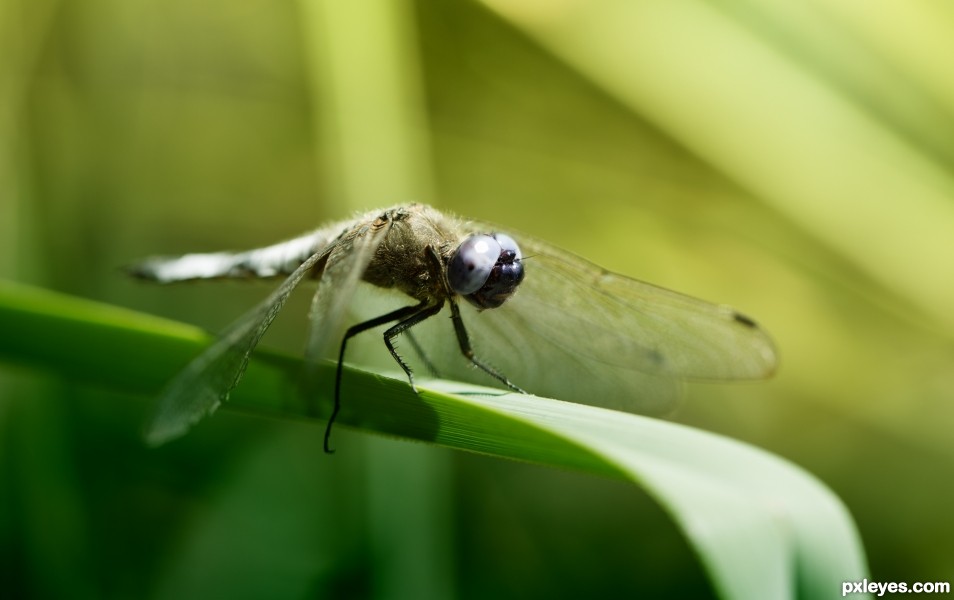 Dragonfly Airbus ready for take off