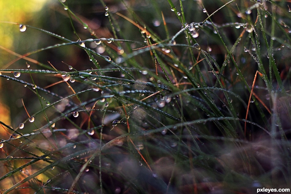 Dew Drops