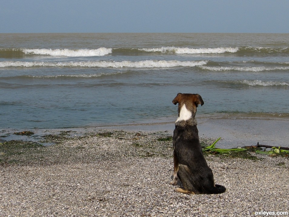 Dog by the sea