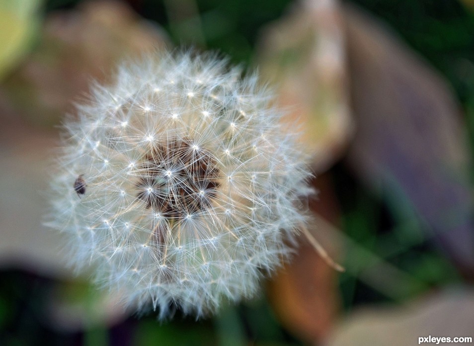 Dandelion