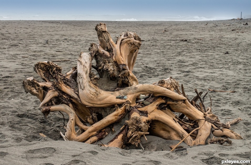 Driftwood