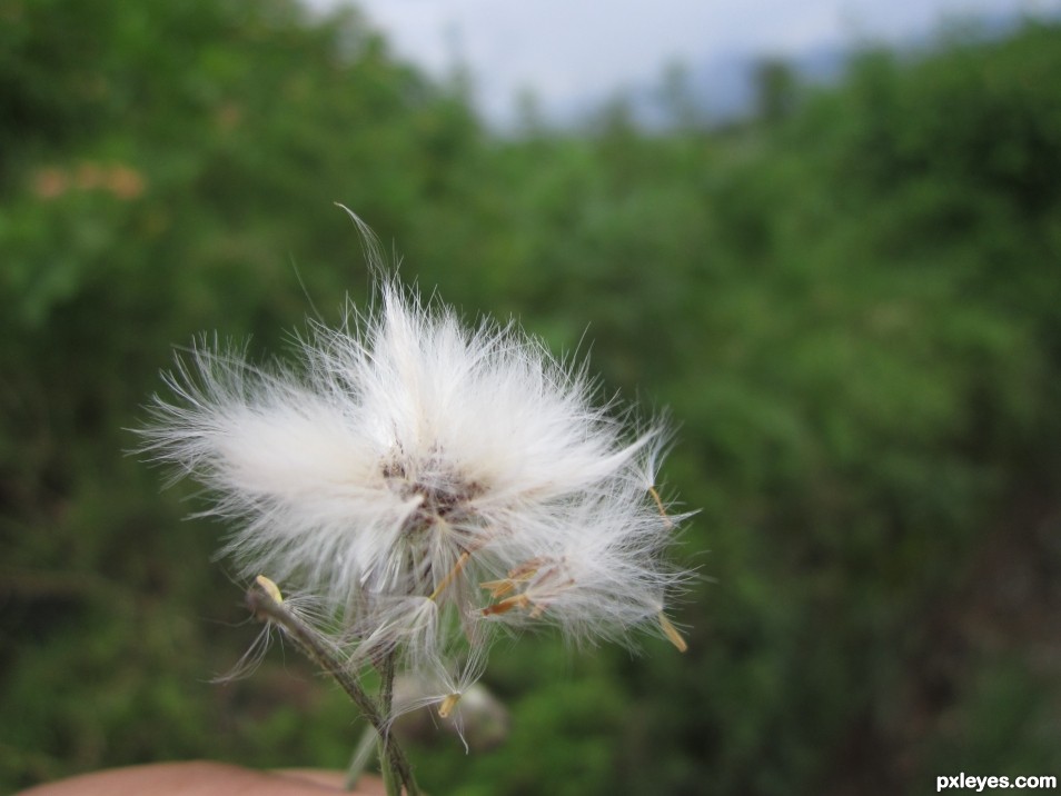 Dandelion