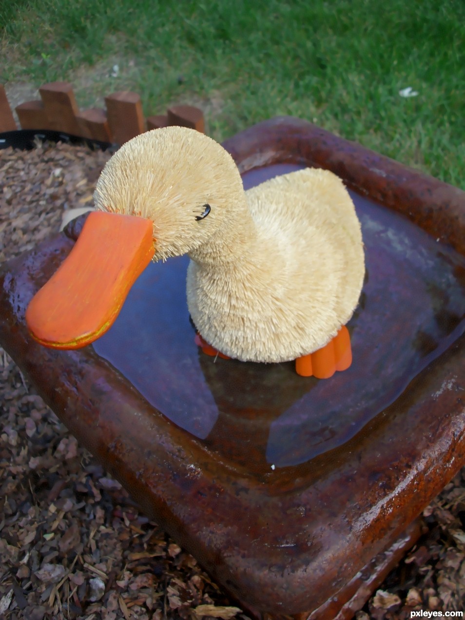 Duck Bath