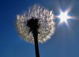 Dandelion