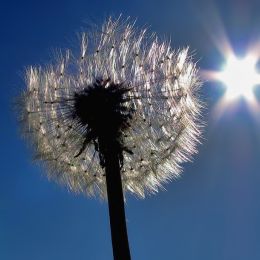 Dandelion