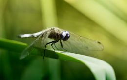 Dragonfly Airbus ready for take off