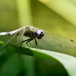 DragonflyAirbusreadyfortakeoff