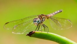 Dragon fly Picture