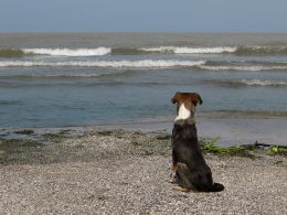 Dog by the sea