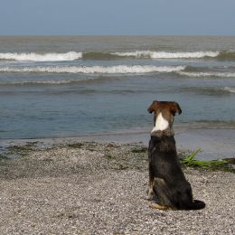 Dog by the sea Picture