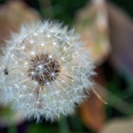 Dandelion