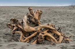 Driftwood