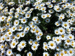 Daisies