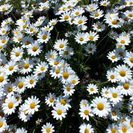 Daisies