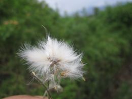 Dandelion