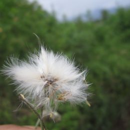 Dandelion