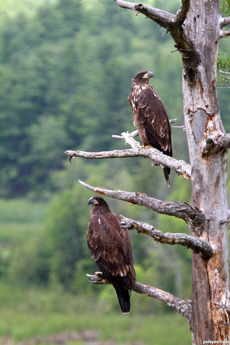 Young Eagles