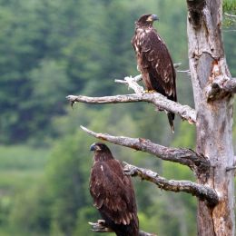 Young Eagles Picture