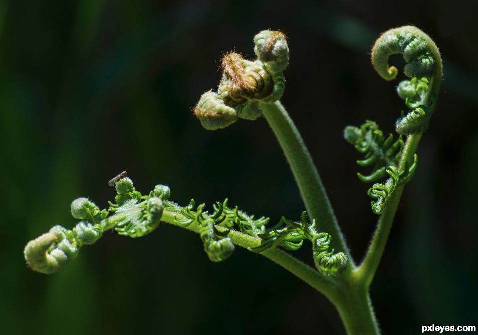 Frumpish fly on a fern