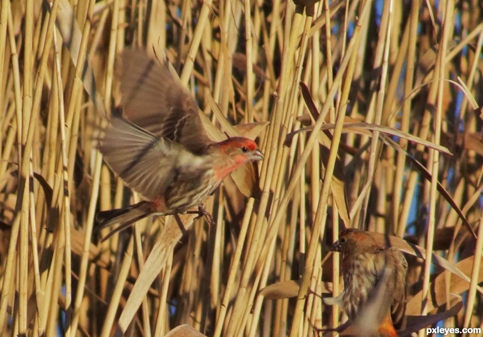 Flying finch