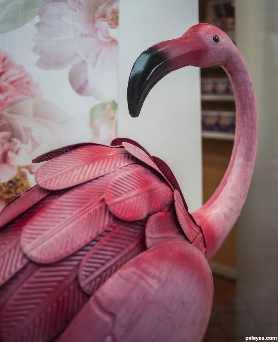 Flamingo