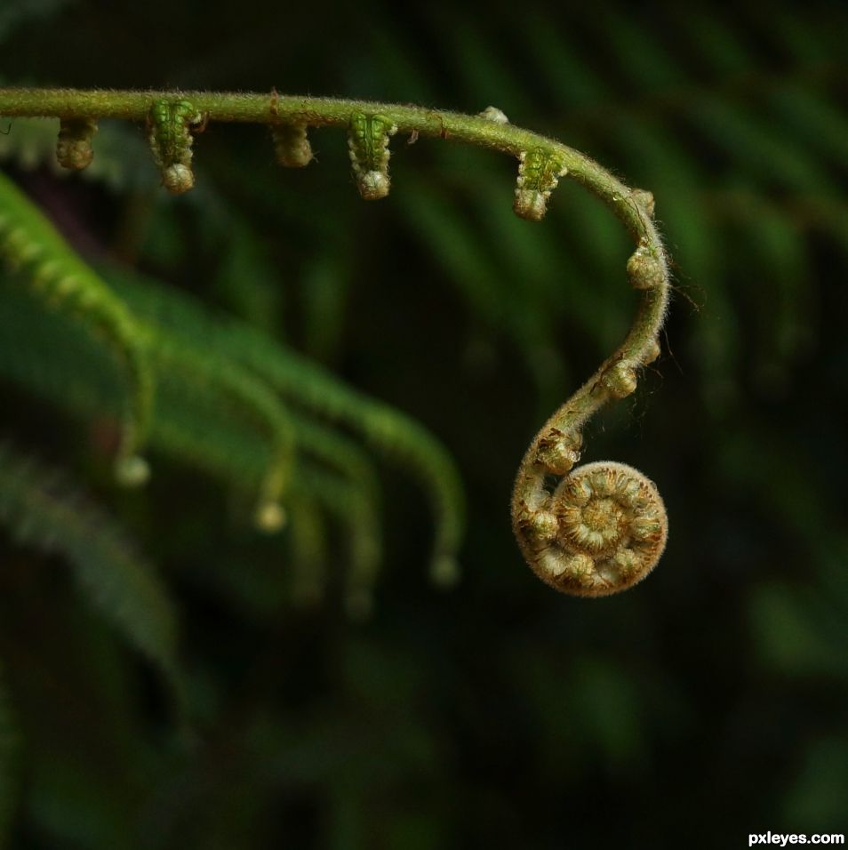 Fiddlehead Fern