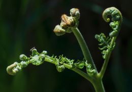 Frumpish fly on a fern