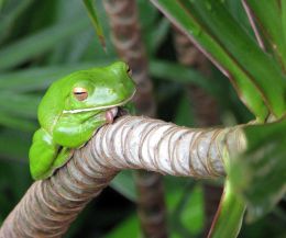 Entry number 106003 Frog, Port Douglas