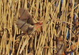 Flying finch