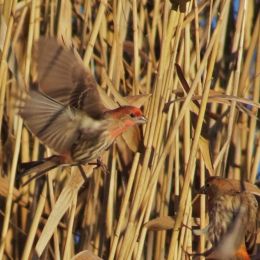 Flyingfinch