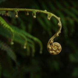 Fiddlehead Fern