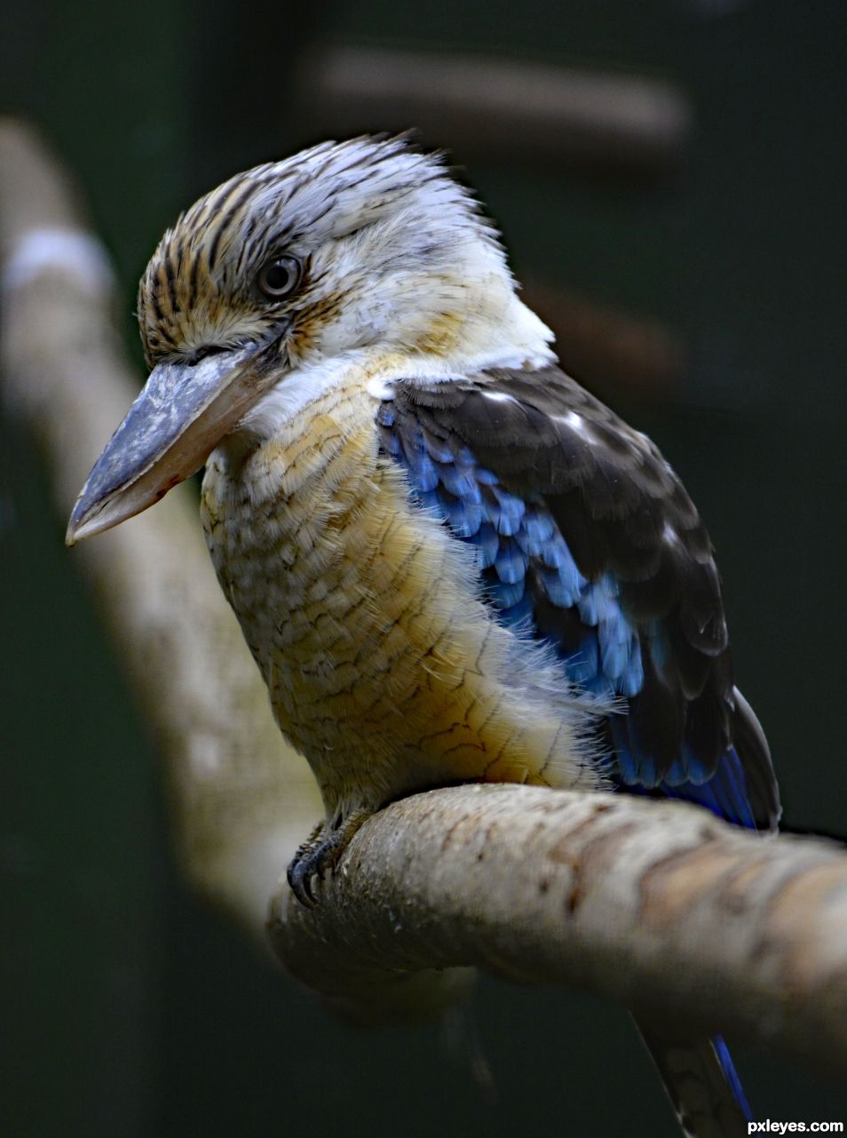 Kookaburra