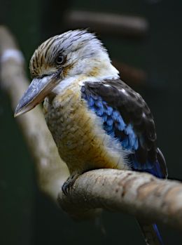 Kookaburra