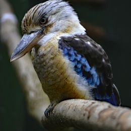 Kookaburra Picture