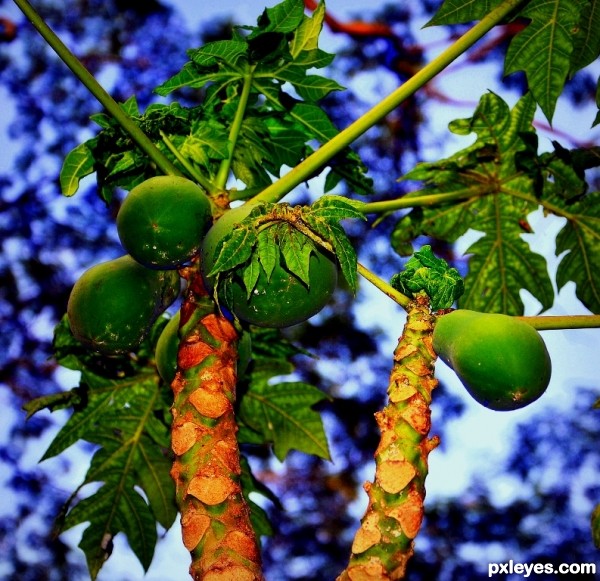 Papaya