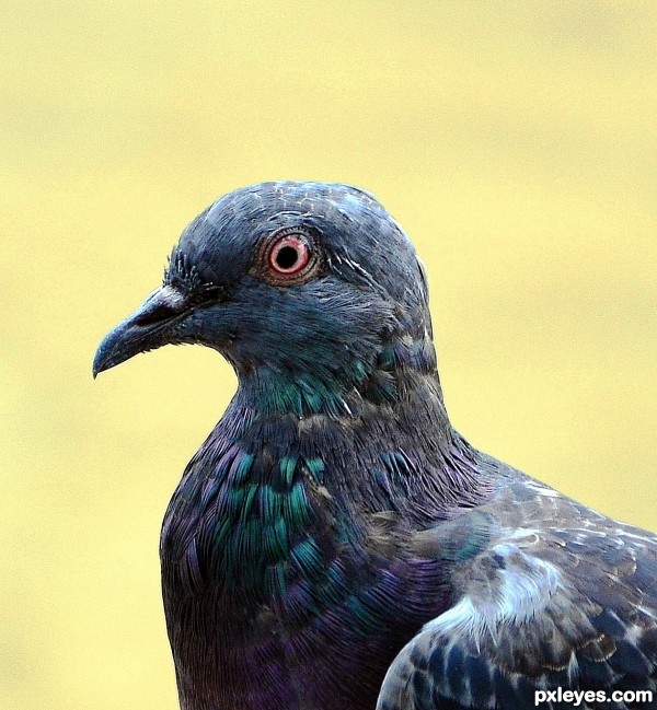 Pigeon Portrait