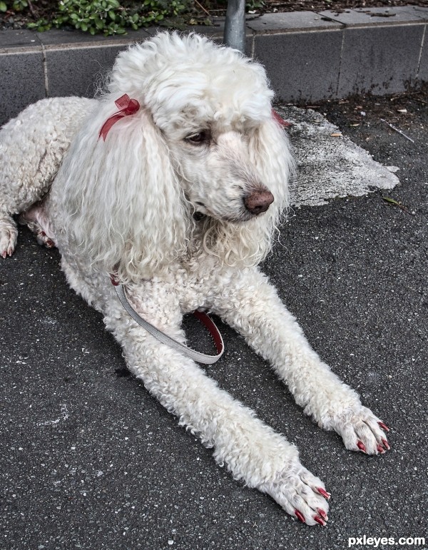 Poddle Pedicure