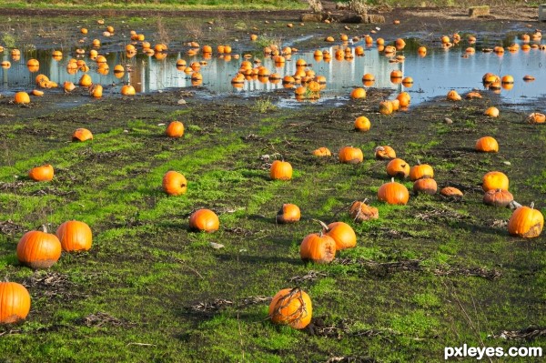 Pumpkins