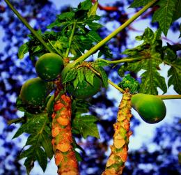 Papaya