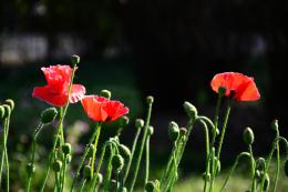 Papaver