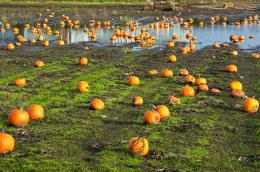 Pumpkins