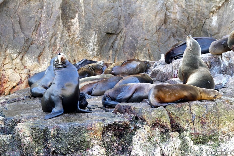 Sea Lions