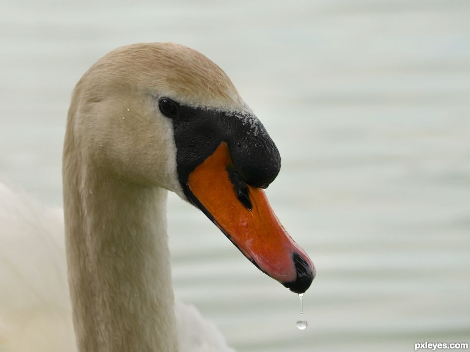 Swan on the lake