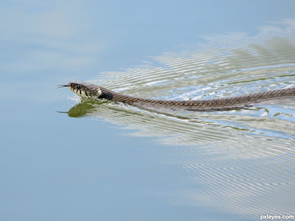 Swimming snake