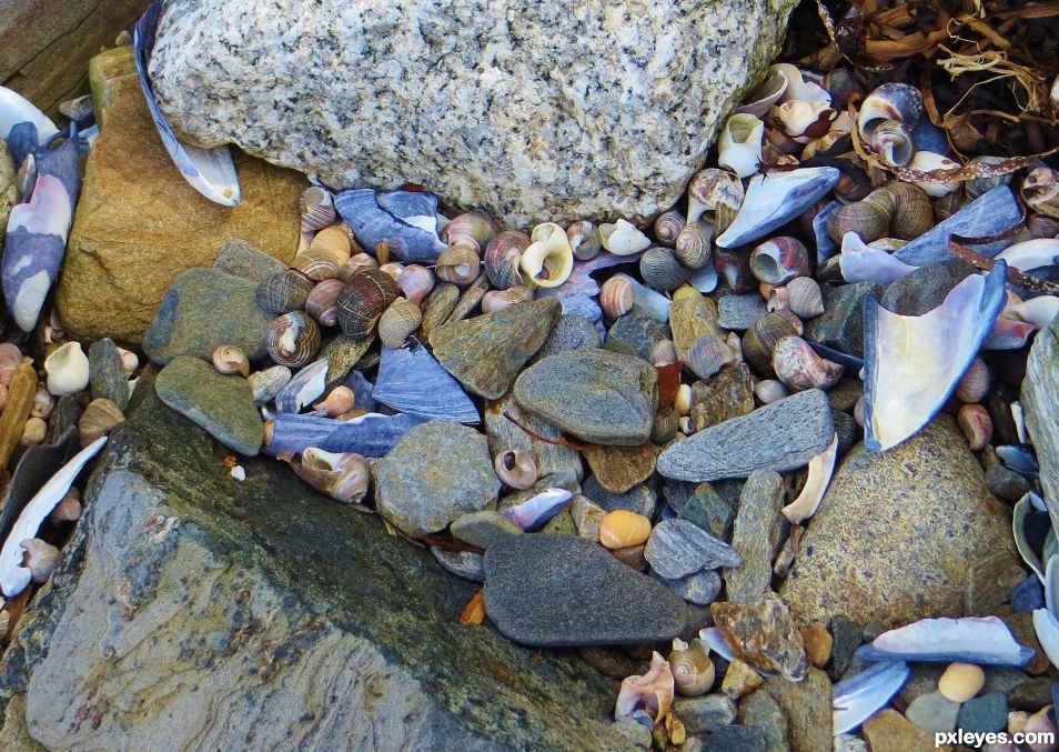 Sea shells and sea glass