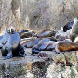 SeaLions